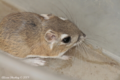 Dipodomys panamintinus