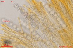 Ramsbottomia asperior