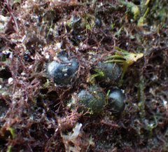 Siphonocladales