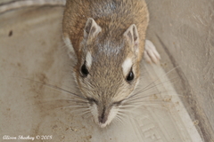 Dipodomys panamintinus