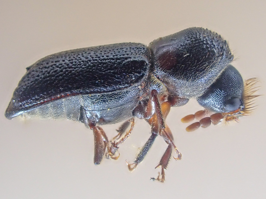 Leadcable Borer