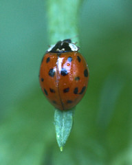 Harmonia axyridis