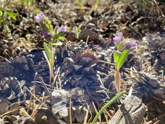 Phacelia humilis