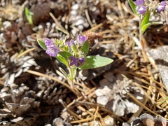 Phacelia humilis