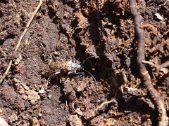 Anthophylax attenuatus