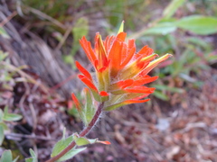Castilleja hispida hispida