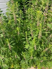 Leonurus cardiaca