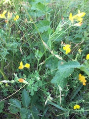 Lotus corniculatus