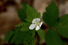 Rubus flagellaris