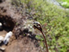 Anthophylax attenuatus