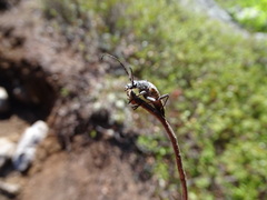 Anthophylax attenuatus
