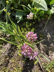 Allium brandegeei