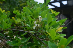 Dendrolobium umbellatum