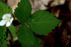 Rubus flagellaris