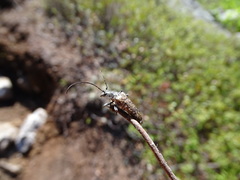 Anthophylax attenuatus