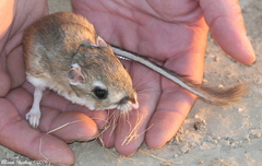 Dipodomys heermanni