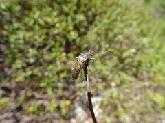 Anthophylax attenuatus