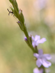 Teleonemia scrupulosa