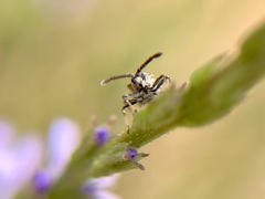 Teleonemia scrupulosa