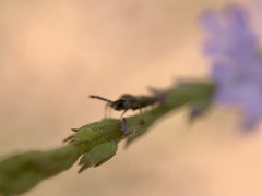 Teleonemia scrupulosa