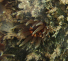 Anemonia sargassensis