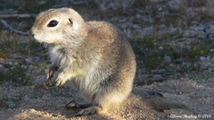 Xerospermophilus mohavensis