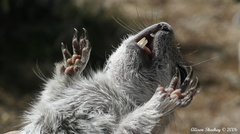 Xerospermophilus mohavensis