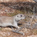 Mohave Ground Squirrel - Photo (c) Nature Ali, some rights reserved (CC BY-NC-ND), uploaded by Nature Ali