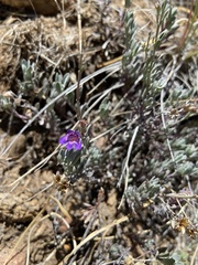 Penstemon californicus