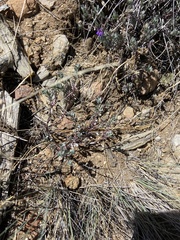 Penstemon californicus
