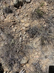 Penstemon californicus