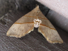 Gonepatica opalina