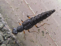 Stenus cicindeloides