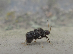 Charagochilus angusticollis