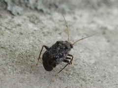 Charagochilus angusticollis