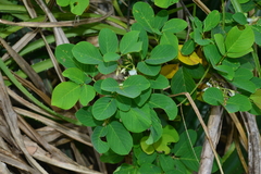Dendrolobium umbellatum
