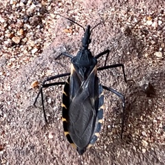 Triatoma gerstaeckeri