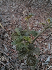 Cnidoscolus multilobus