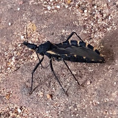 Triatoma gerstaeckeri