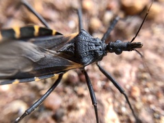 Triatoma gerstaeckeri