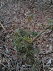 Cnidoscolus multilobus