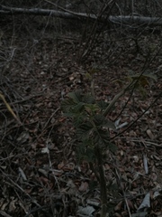 Cnidoscolus multilobus