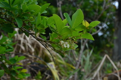 Dendrolobium umbellatum