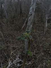 Cnidoscolus multilobus