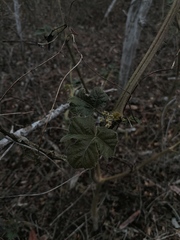 Cnidoscolus multilobus