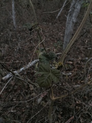 Cnidoscolus multilobus