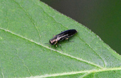 Agrilus masculinus