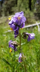 Polemonium occidentale occidentale