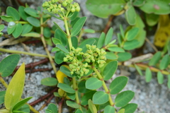 Euphorbia atoto