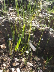 Drosera heterophylla